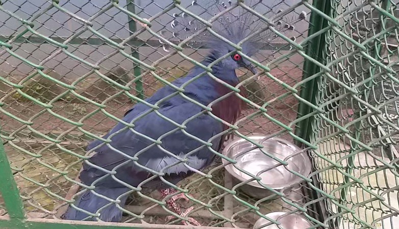 BSF seizes a Victoria Crowned Pigeon bird from Gongra border in Chapra