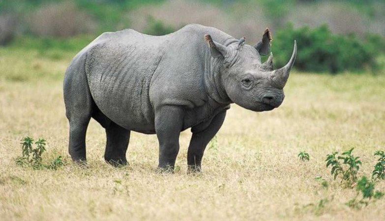 Population of one-horned rhino increases by 200 over last 4 years in Kaziranga NP