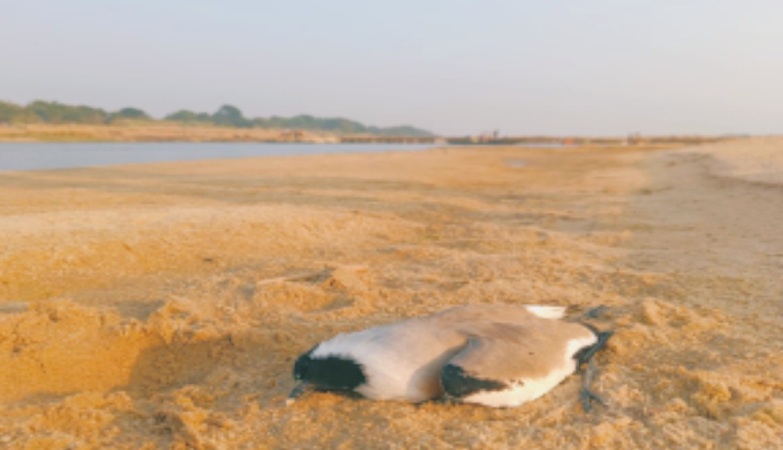 Migratory birds found dead on Damodar riverbed in Burdwan