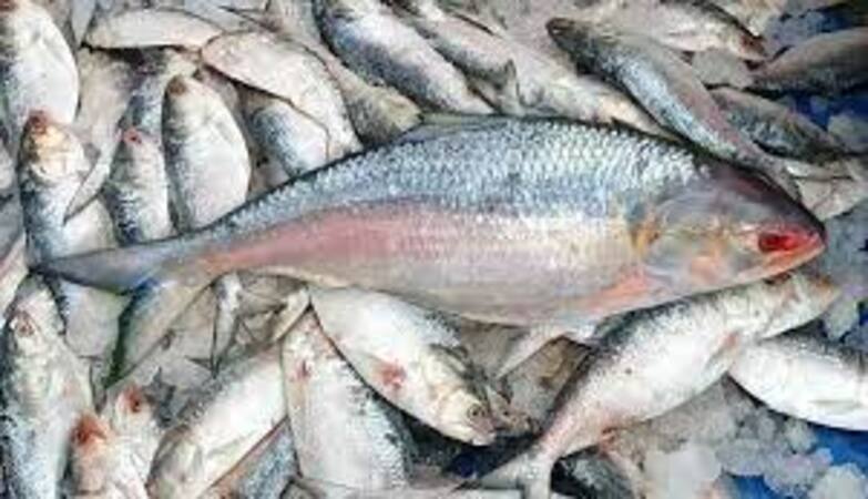 Hilsa bonanza in Digha: 40 tons of delightful catch unleashed at the Mohana market