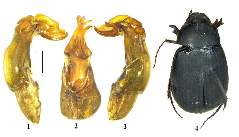 Scientists from ZSI, Kalyani University and Leibniz Institute, Germany uncover new beetle species in Kolkata, adding to India’s biodiversity treasure