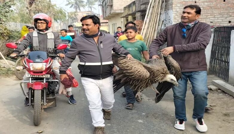Rare Himalayan Griffon vulture falls ill, dies in Nadia